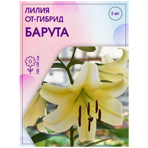 Эмма/Лилия ОТ-Гибриды Барута,14-16/К,1 шт. ХИТ