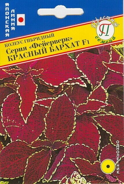 Колеус Фейерверк Красный бархат F1. Семена. Карликовый гибрид 15 см. высотой с превосходным побегообразованием. Долго сохраняет свою декоративность