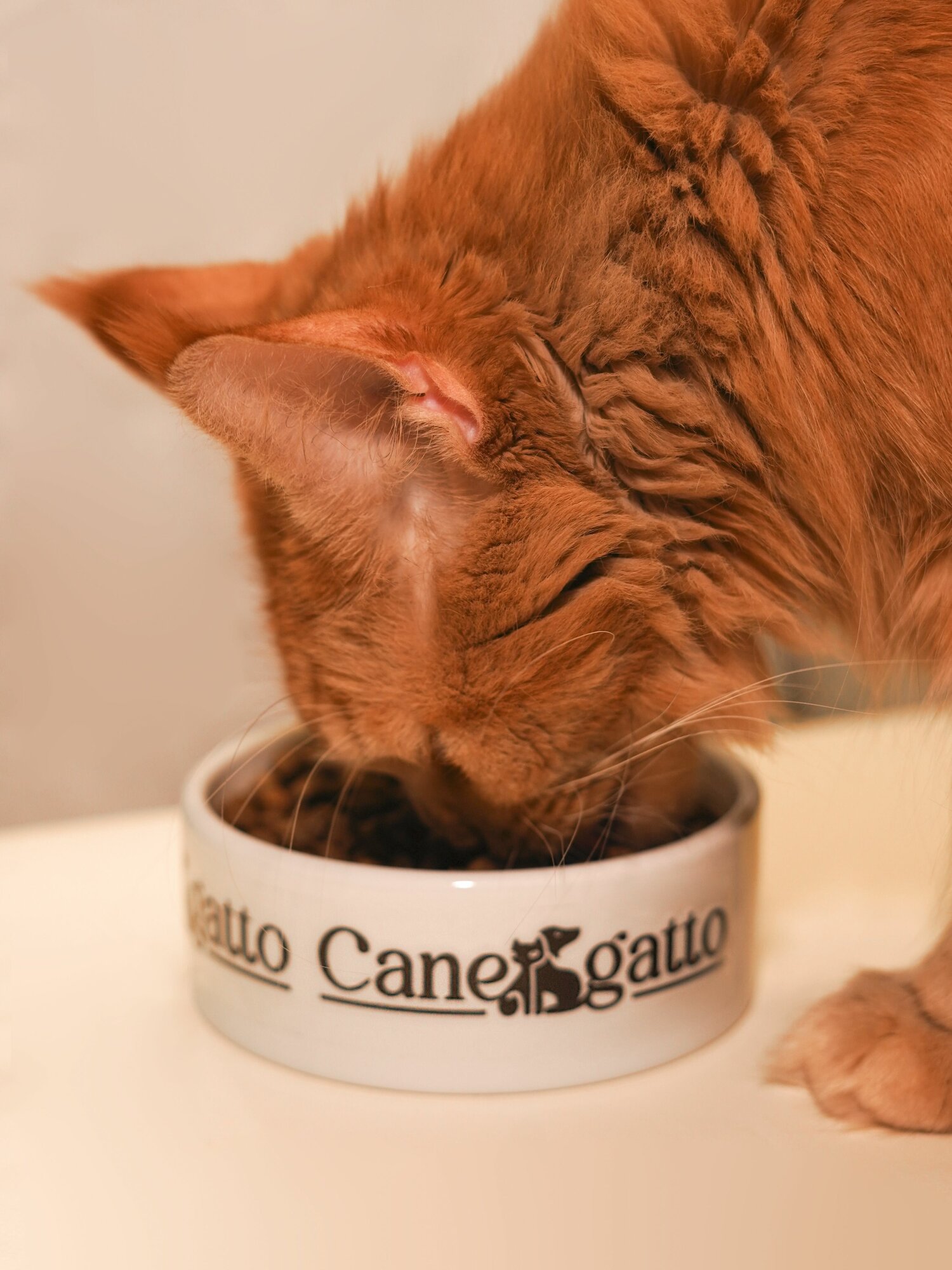 Сухой корм для кошек CANEGATTO, со вкусом Индейки, Супер Премиум, 1,5 кг - фотография № 12