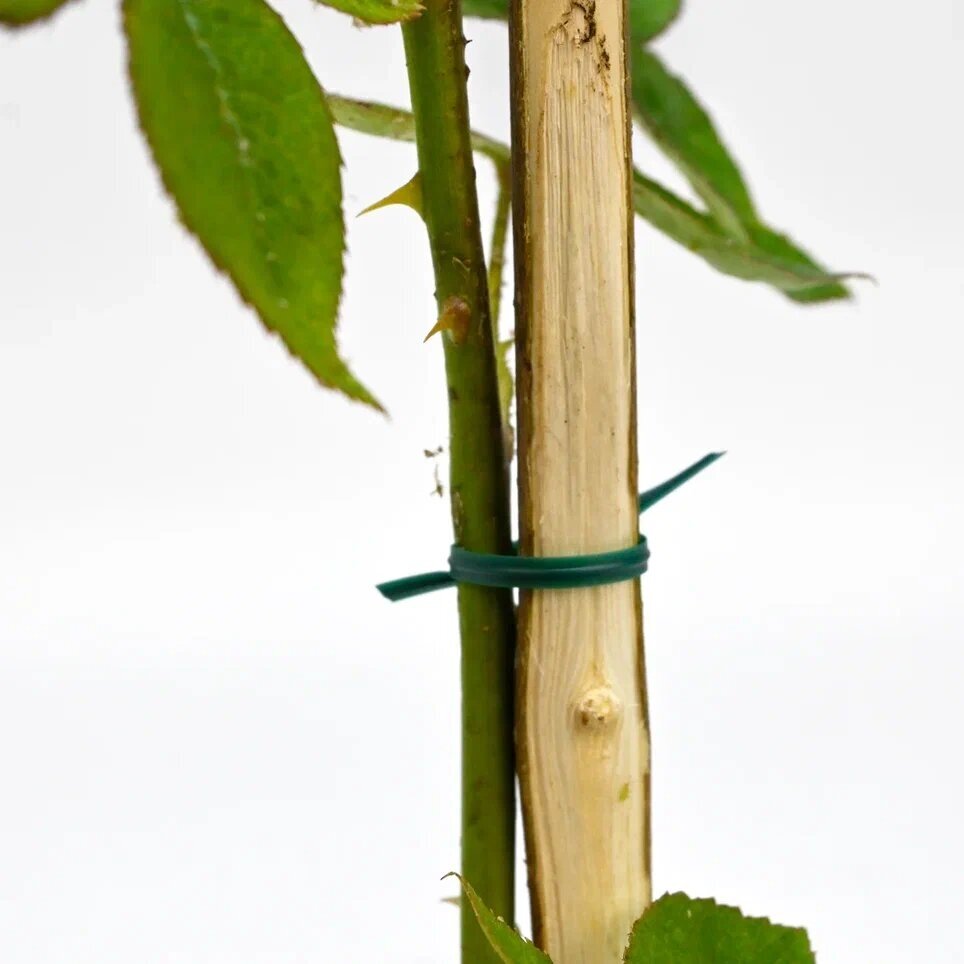 Подвязка для садовых растений и цветов Кембрик подвязка садовая d 2,2 мм х 100 м - фотография № 12