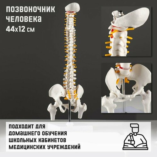 Макет Позвоночник человека 44*2см 1 шт