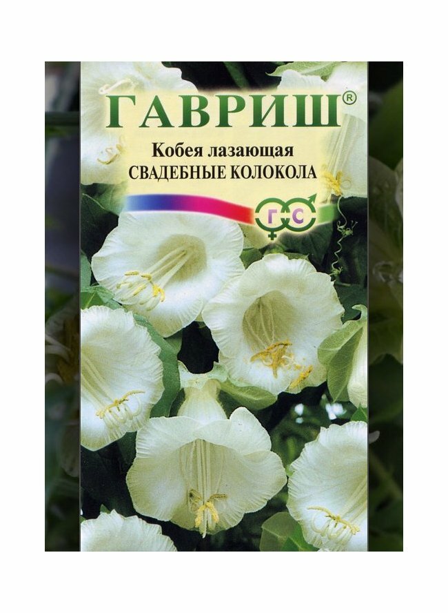 Семена Кобея Свадебные колокола лазающая 5шт Одн (Гавриш)