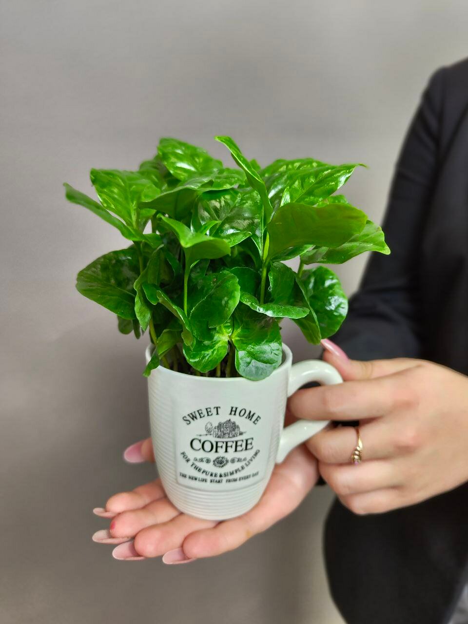 Комнатное растение кофе от бренда Margo Plants