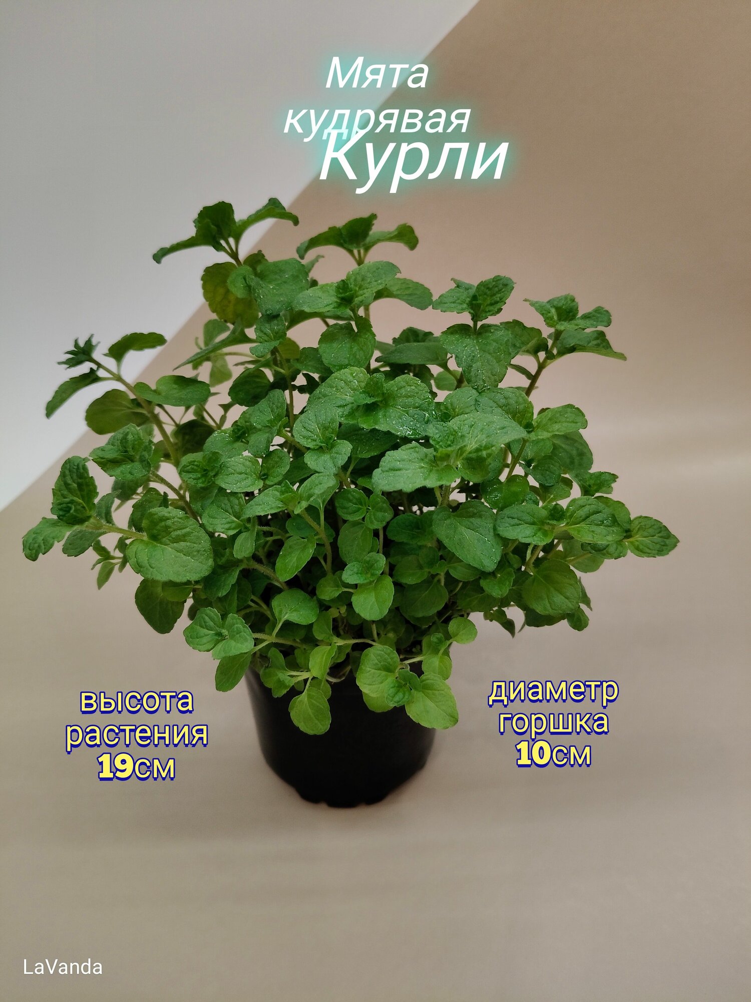 Мята кудрявая Курли