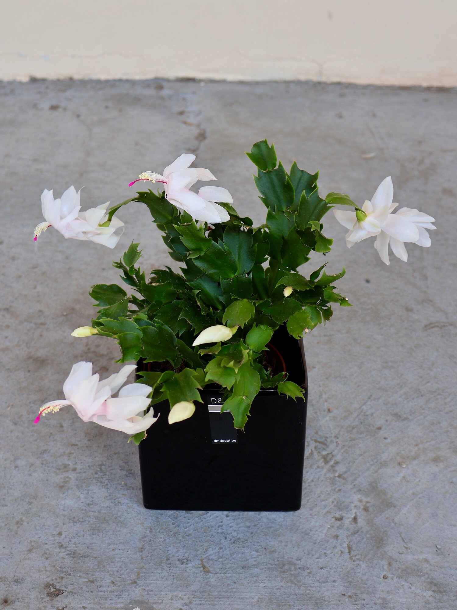 Шлюмбергера (Декабрист) Белый (D-12 / H-30) в керамическом кашпо