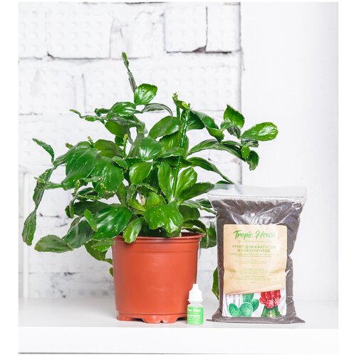 Комнатное растение Кактус Опунция, высота 30 см. Грунт для пересадки в подарок