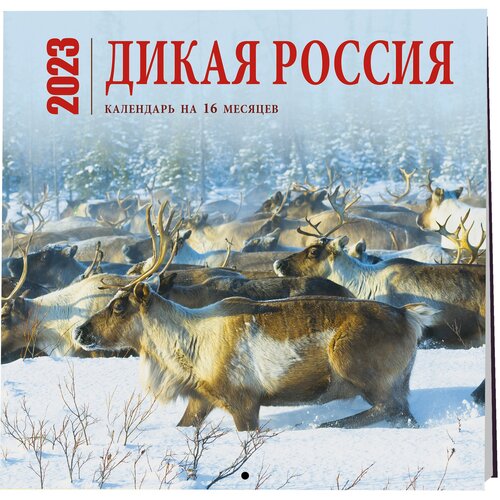 Дикая Россия. Календарь настенный на 16 месяцев на 2023 год (300х300 мм)