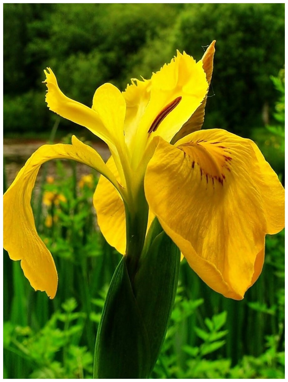 Семена Ирис болотный жёлтый (Iris pseudacorus) 10 штук