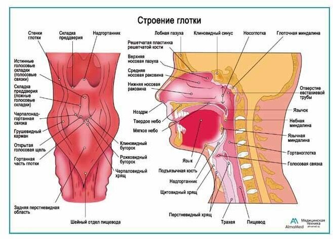 Строение глотки, плакат, глянцевая фотобумага от 200 г/кв. м, размер A2+