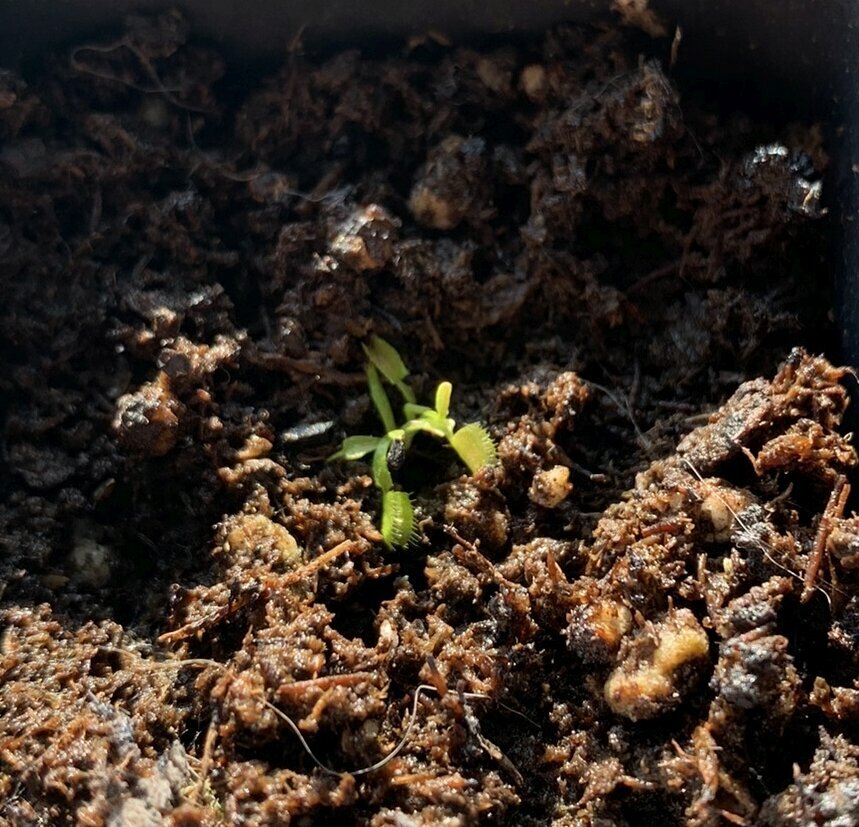 Венерина Мухоловка Семена 3шт, хищное растение (Dionaea muscipula)