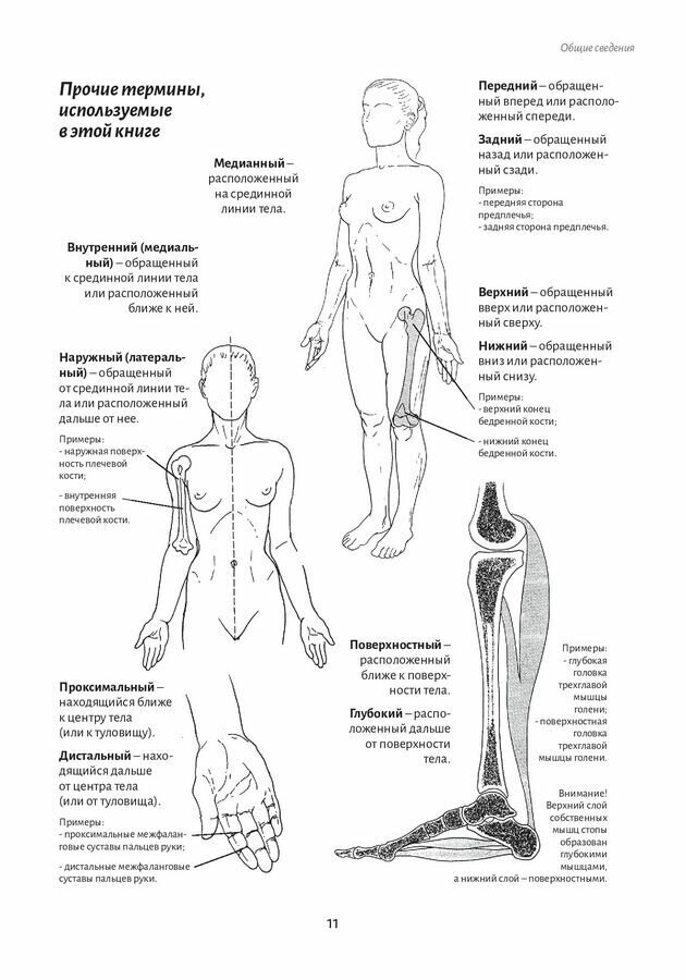 Анатомия движения. Человеческое тело - фото №7