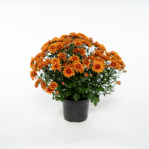 Хризантема D13