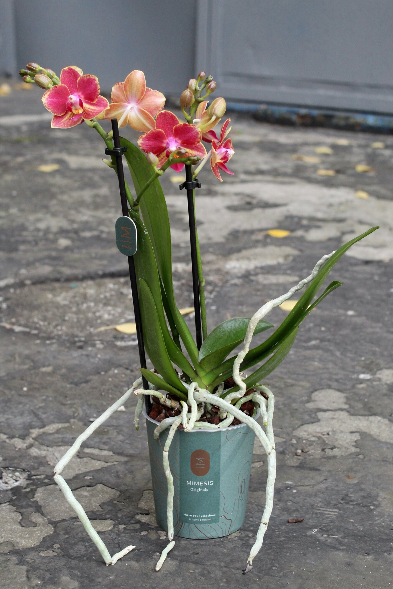 Мини орхидея "Малиновый пирог" (D-10 H-40)