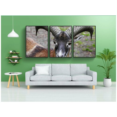 фото Набор модулных постеров для интерьера "овен, муфлон, рога" 60x90 см. в тубусе, без рамки lotsprints