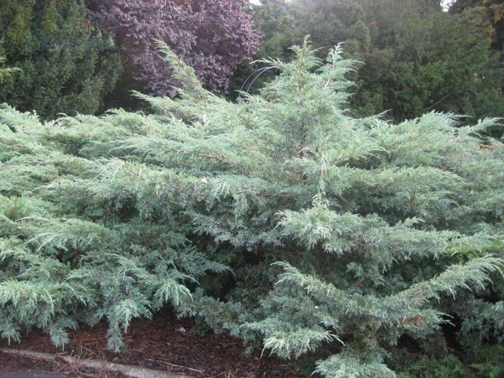 Можжевельник виргинский Grey Owl