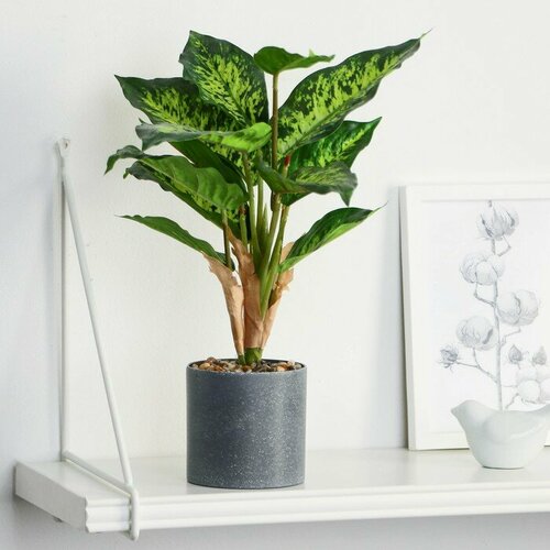 Бонсай в горшке Диффенбахия пятнистая 9х32 см 1333₽