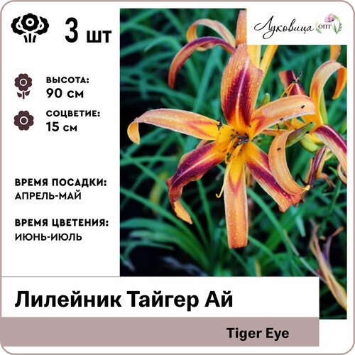 Лилейник Тайгер Ай (Tiger Eye), корни 3шт, Голландия лилейник май регги тайгер