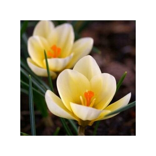 Крокус ботанический Крим Бьюти 15 шт/уп