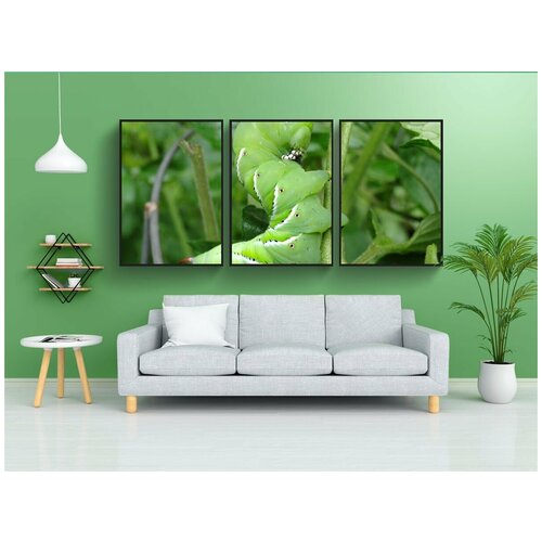 фото Набор модулных постеров для интерьера "червь, томатный рогатый червь, томатный червь" 60x90 см. в тубусе, без рамки lotsprints