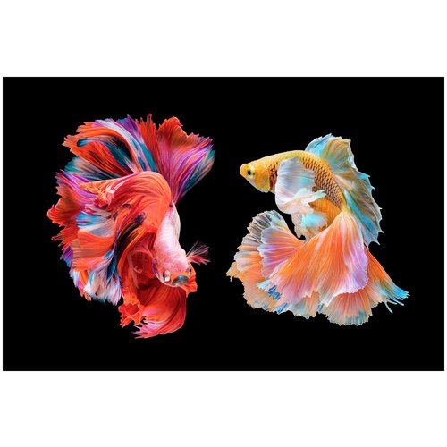 Картина на стекле рыбки сиам радужные(горизонтальная) 60х40 см.