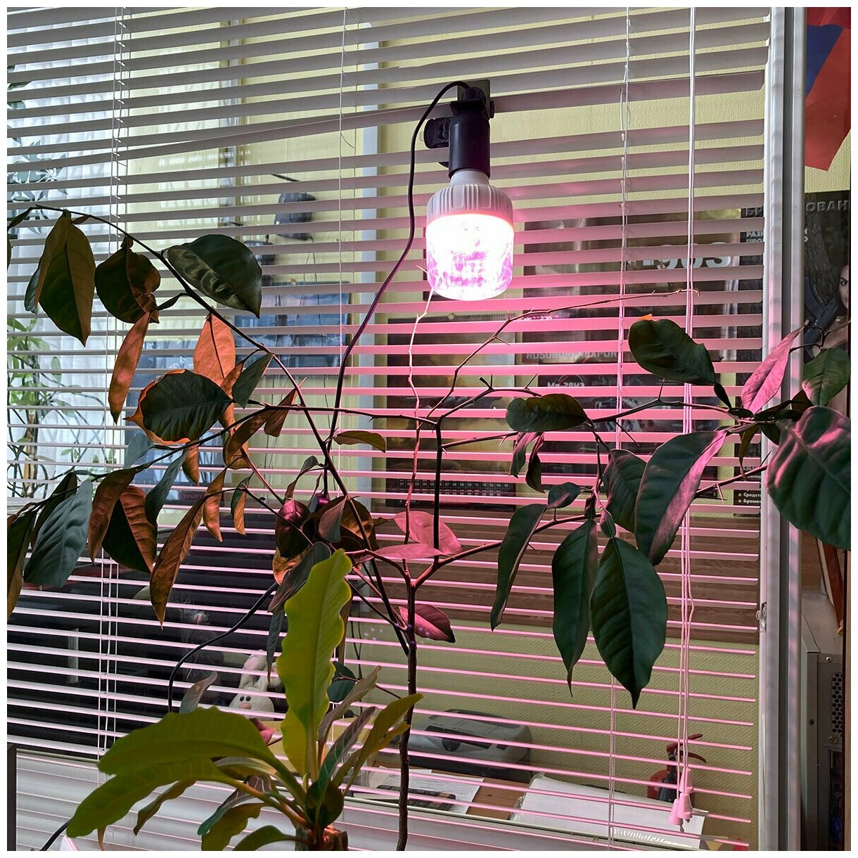 Светодиодный фитосветильник Espada E-CAPT80 на присоске с выключателем, 12W для выращивания рассады и досветки растений - фотография № 3