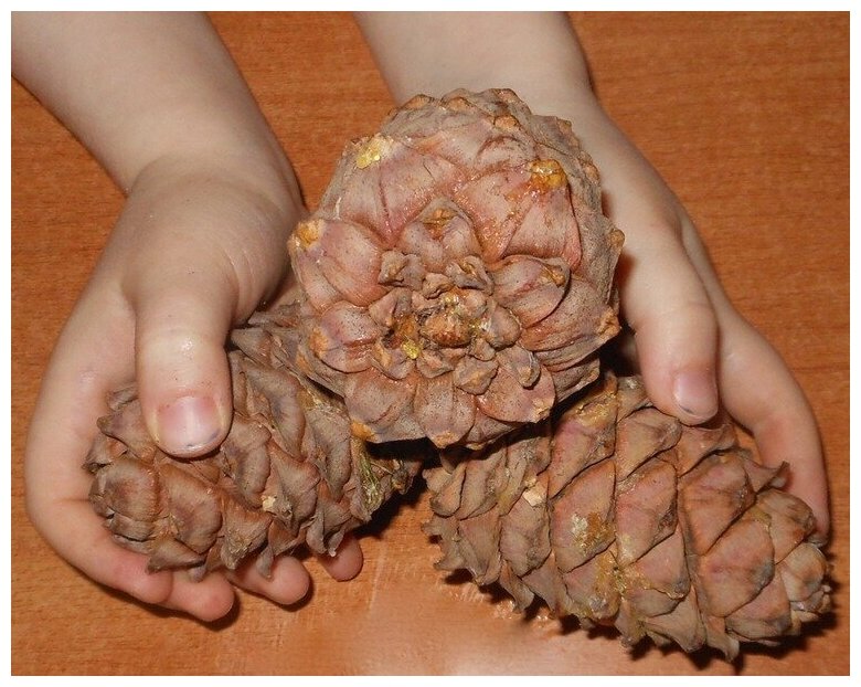 Орех кедровый в скорлупе 500 гр. Сибирские орешки одни из самых вкусных и полезных. Они содержат витамины A, B, C, D и E. - фотография № 2