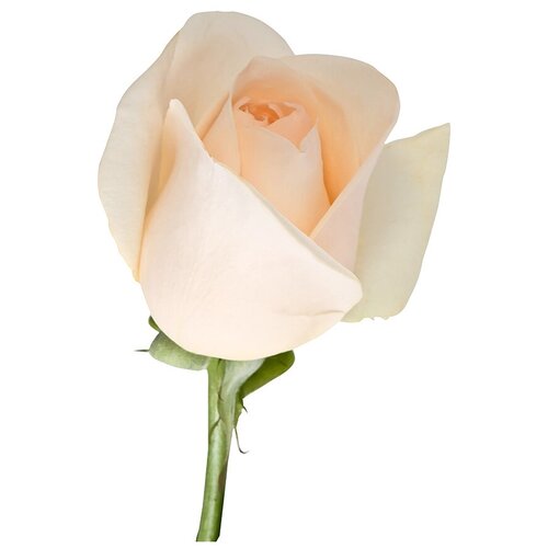 Фотообои Уютная стена Нежная роза на белом фоне 200х270 см Бесшовные Премиум (единым полотном)