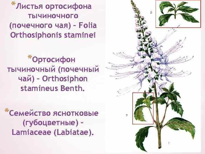 Картинки Ортосифон тычиночный, Почечный чай, 100гр