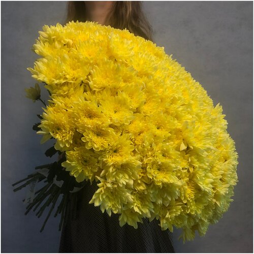 Букет из 55 желтой кустовой хризантемы 70см (голландия) с атласной лентой.