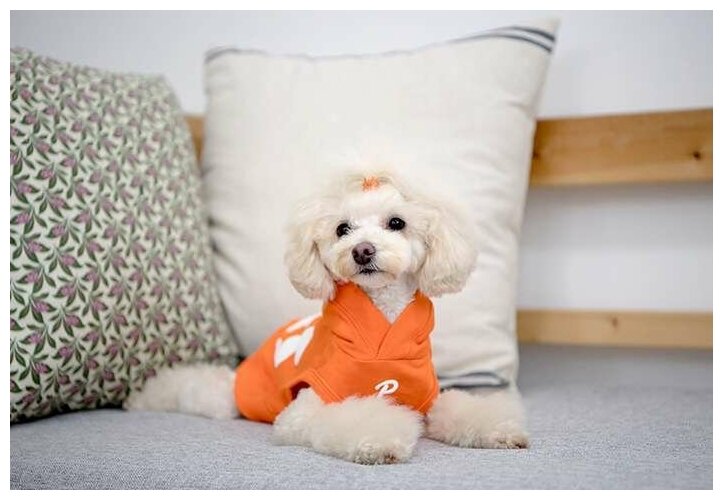 Футболка с капюшоном для собак Puppia "Emmy", оранжевая, L (Южная Корея) - фотография № 3