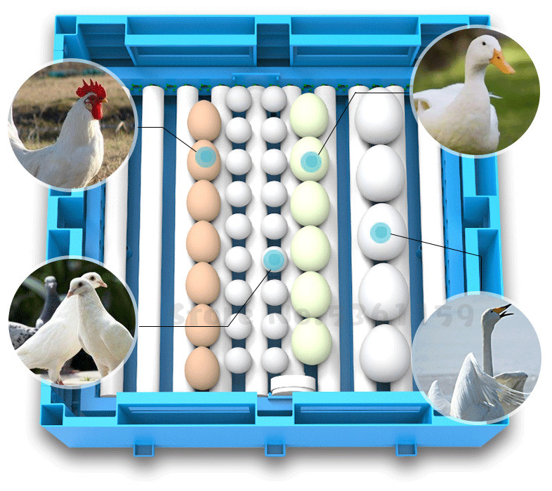 Инкубатор для 64 яиц автоматический IS-64, 220/12 Вольт (программа на 5 видов птиц, 2 вентилятора, овоскоп, гигрометр) - фотография № 3