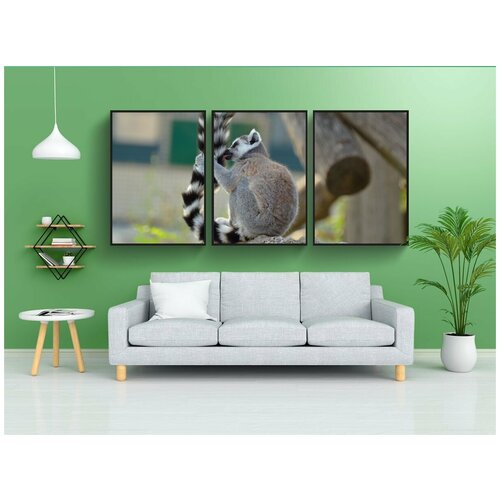 фото Набор модулных постеров для интерьера "кошачие лемуры, зоопарк, катты" 60x90 см. в тубусе, без рамки lotsprints