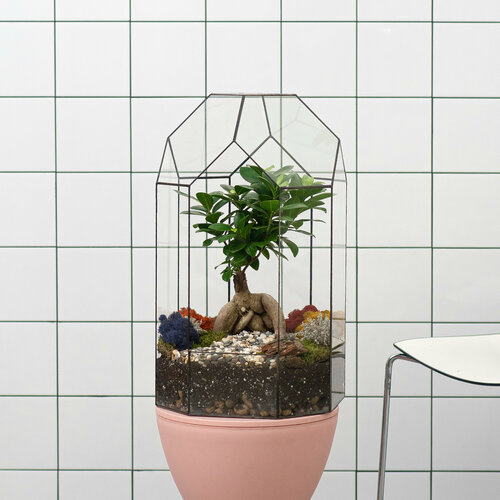 Фикус Бонсай в стеклянном Кашпо 