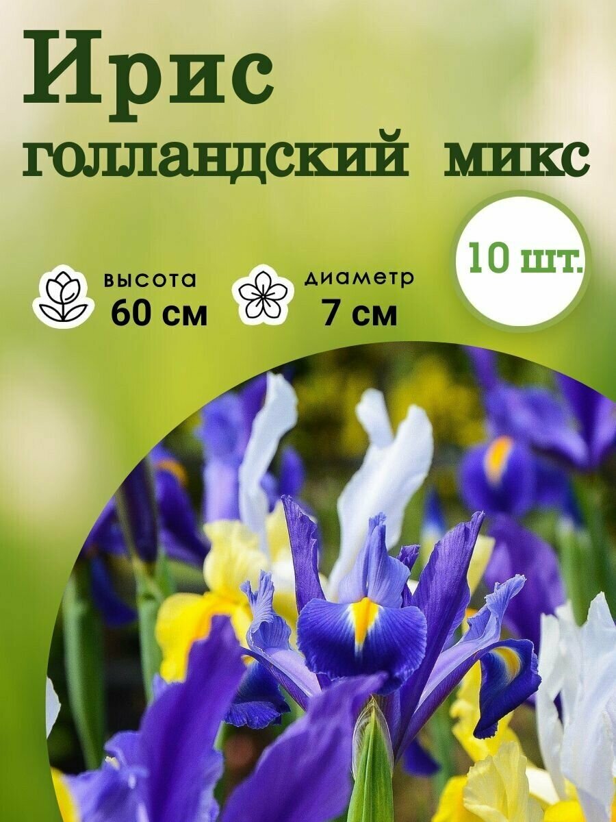 Ирис Голландский микс цветов, 10 луковиц - фотография № 2