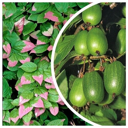 Семена Актинидия Коломикта 10 шт.