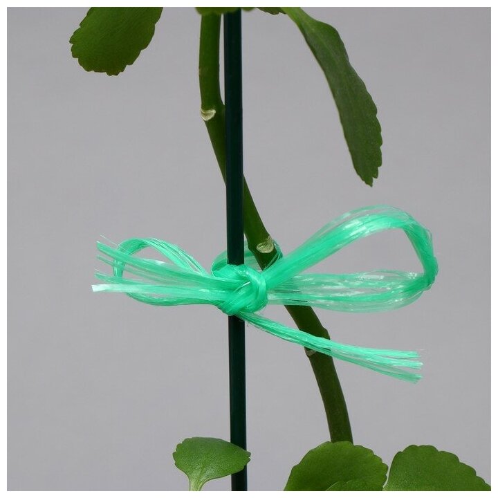 Шпагат для подвязки растений, 30 м, полипропилен, зелёный, Greengo - фотография № 9