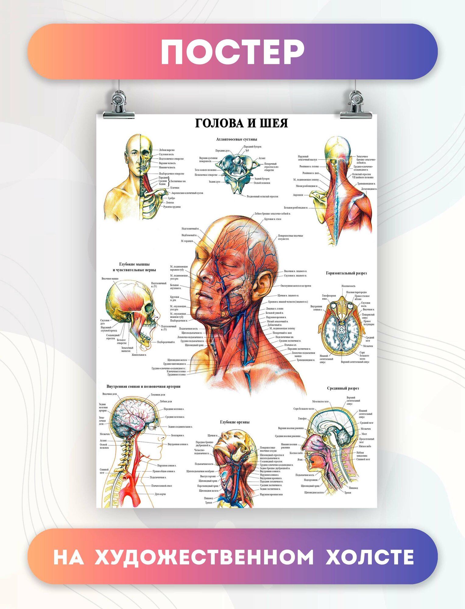 Постеры голова и шея больницы медицина (17)