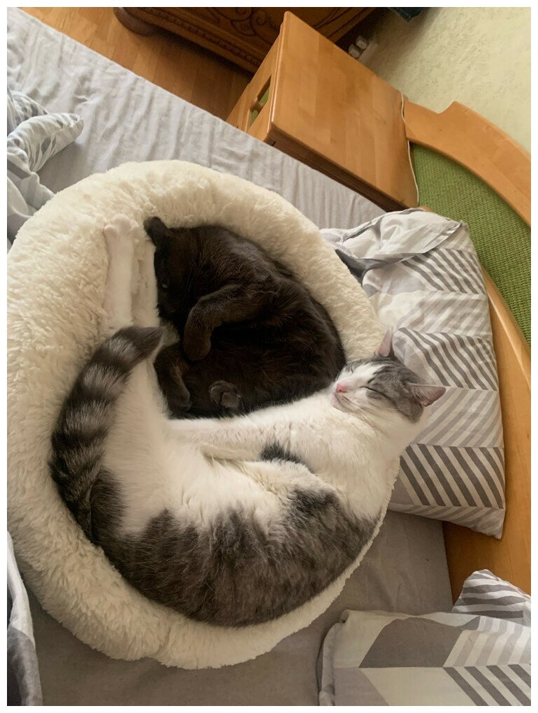 Лежанка, лежак для кошек и собак, лежанка, лежак для животных "Like Home" - фотография № 12