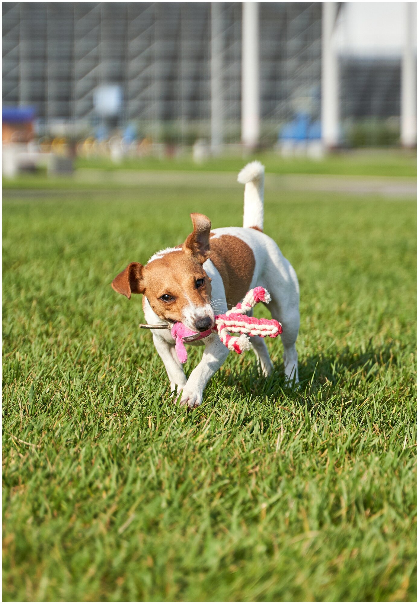 Игрушка для собак Japan Premium Pet гибридная из нежного флиса и прочного хлопка для игры и чистки зубов - фотография № 3