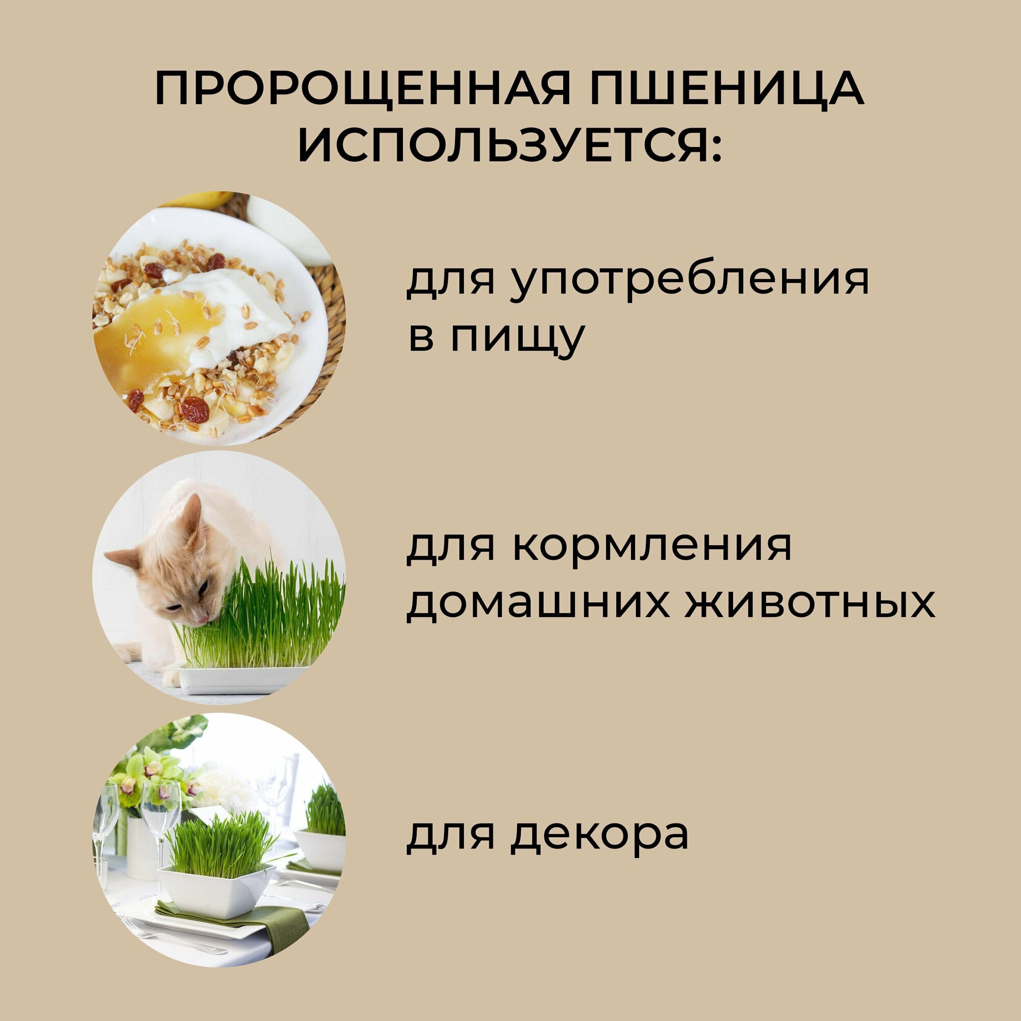 Пшеница для проращивания HOME AGRO, 900 грамм - фотография № 2