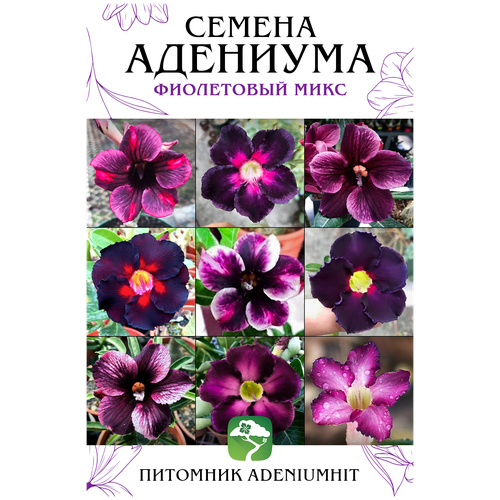 Адениума Фиолетовый MIX 10 шт, семена суккулента цветущего для дома, цветок комнатный Роза пустыни