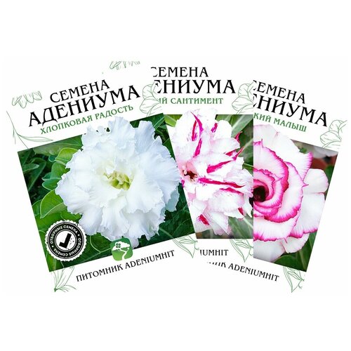 Адениум Белый Комплект 9 шт, семена суккулента цветущего для дома, цветок комнатный Роза пустыни