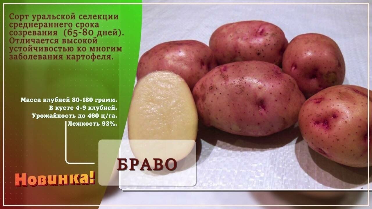 Картофель семенной селекционный сортовой браво клубни 1 кг - фотография № 5
