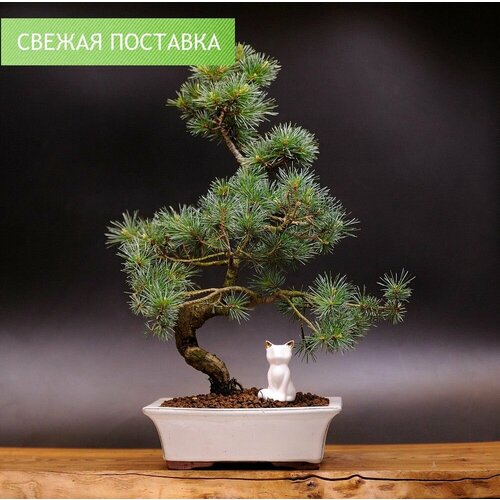 Бонсай белая японская сосна, 50см, 25 лет