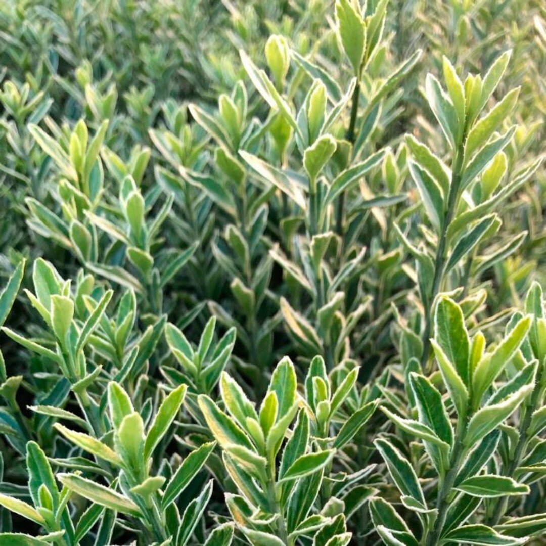 Изображение Бересклет японский Микрофиллус Альбовариегата (Belgium Plants Van. (Бельгия)), 1 саженец в горшке 15-20 см