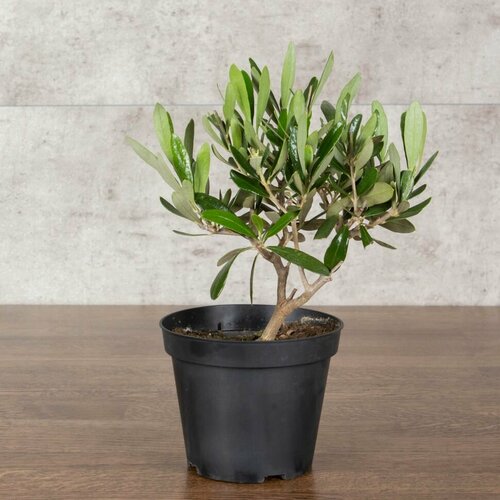 Олива в горшке 30/12