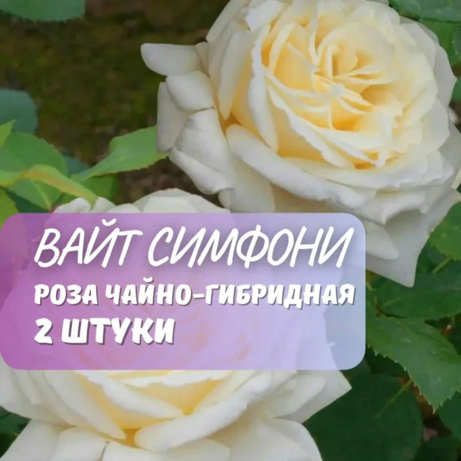 Роза чайно-гибридная "Вайт Симфони", многолетняя, высота 50см, 2шт