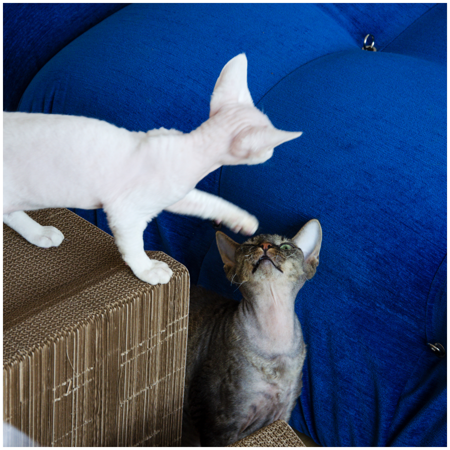 SUPERPET / Когтеточка - коггтедом большой для кошек - фотография № 4