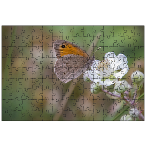 фото Магнитный пазл 27x18см."лугово- коричневые- бабочка, крылья, насекомое" на холодильник lotsprints