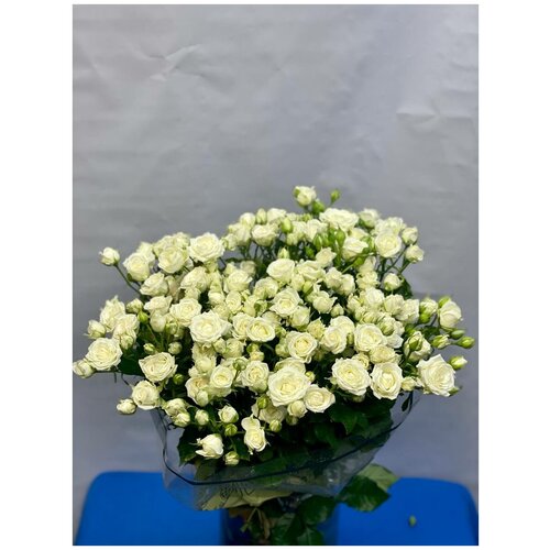 роза кустовая Джозефина 60 см